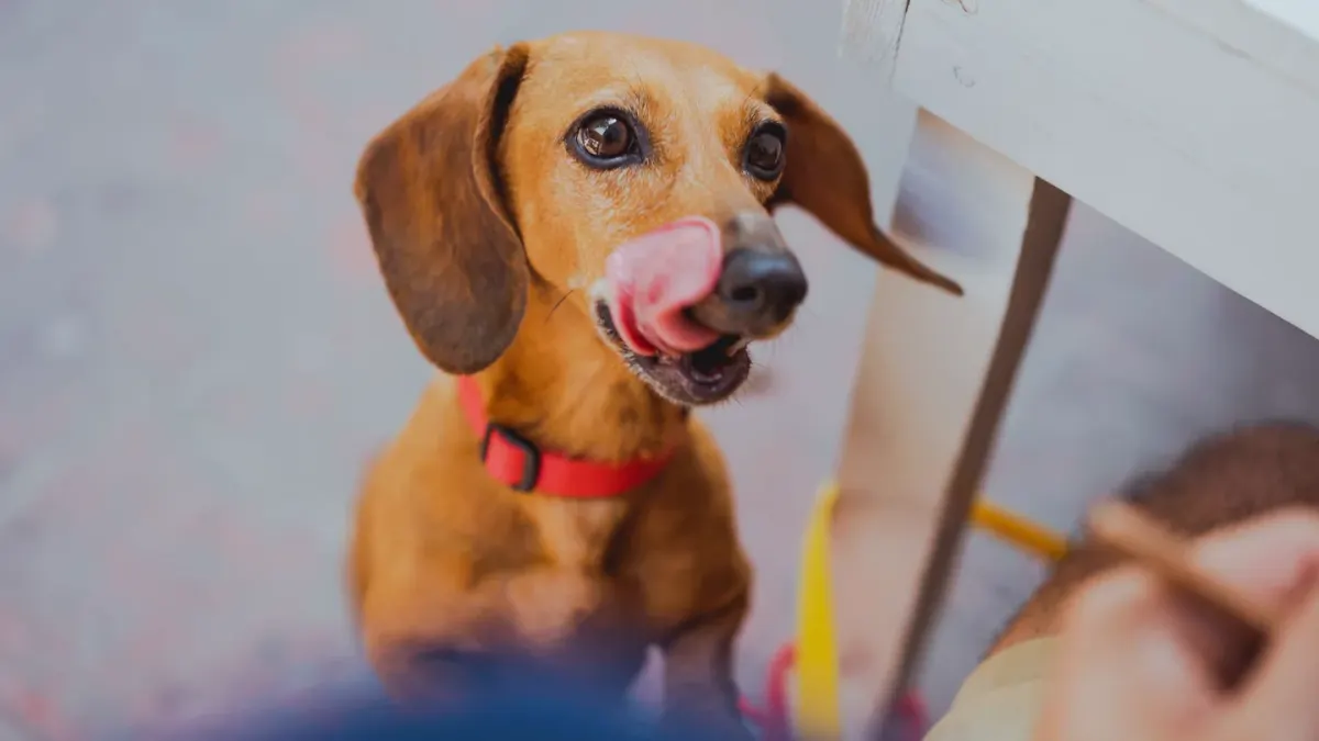 Dog eating from bowl at home