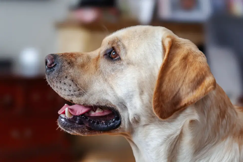 Dog eating from bowl at home