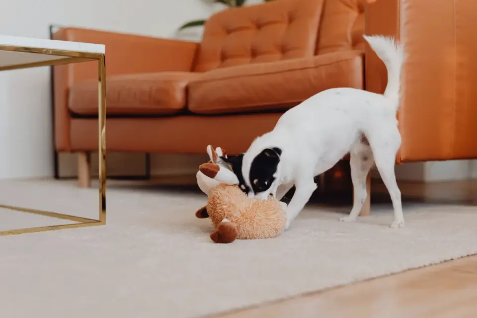 Dog eating from bowl at home