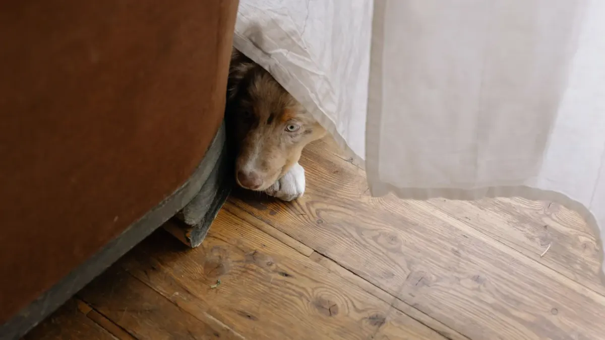 Dog eating from bowl at home