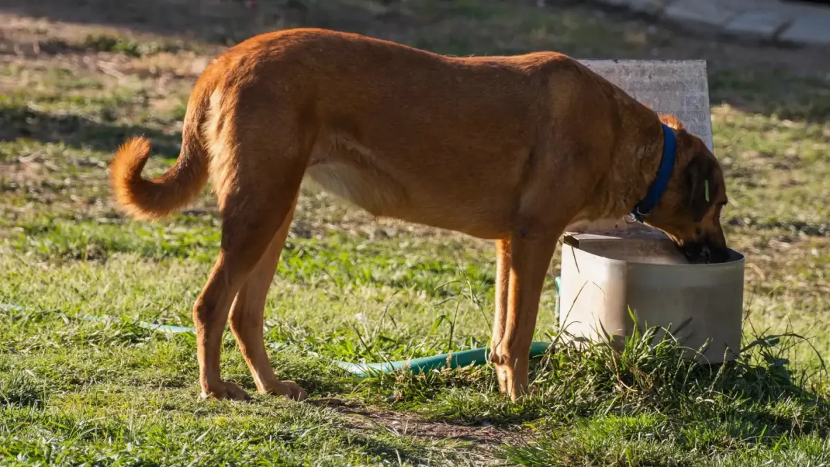 Dog eating outdoors bowl