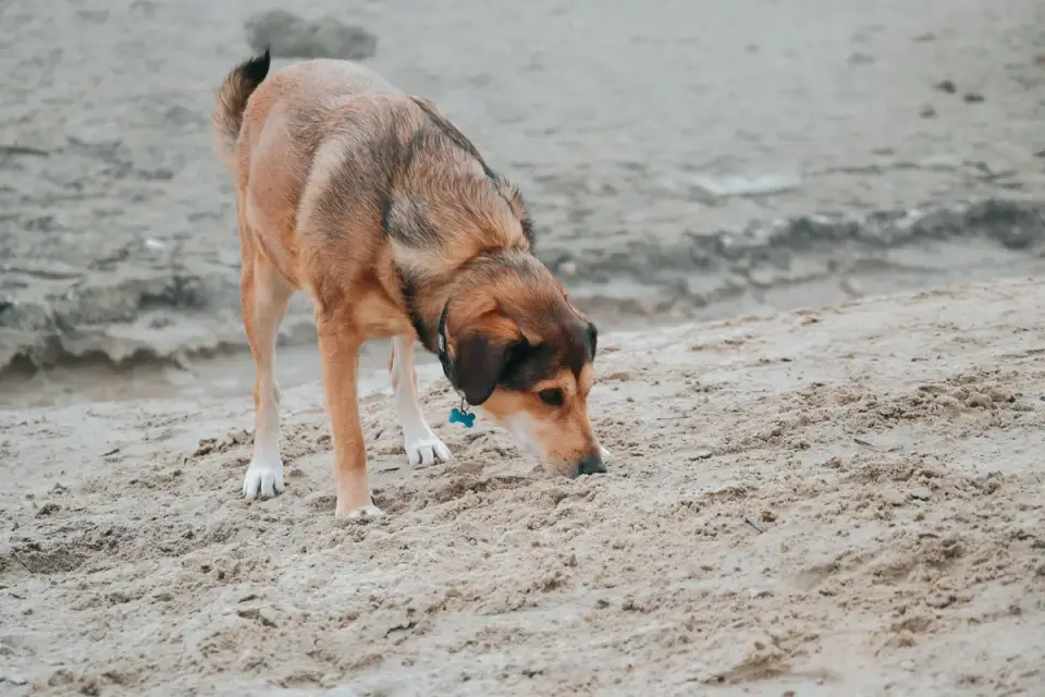 Dog eating outdoors bowl