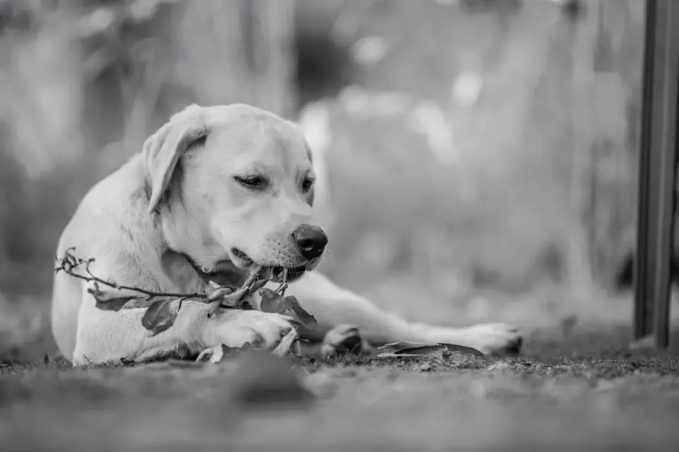 Dog eating outdoors bowl