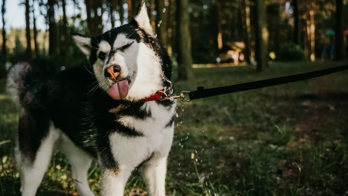 Dog eating outdoors bowl