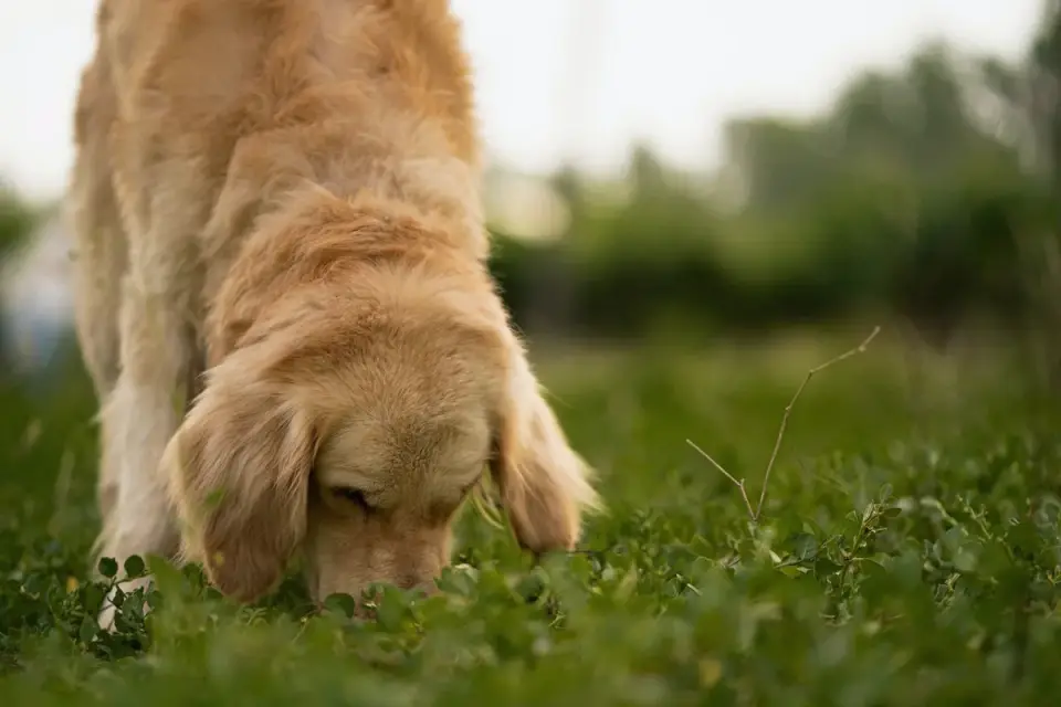 Dog eating outdoors bowl