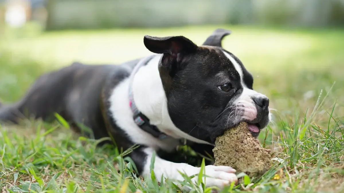 Dog eating outdoors bowl
