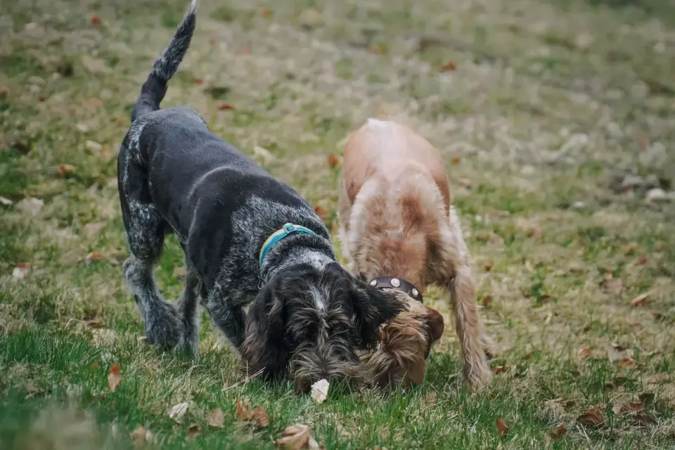 Dog eating outdoors bowl