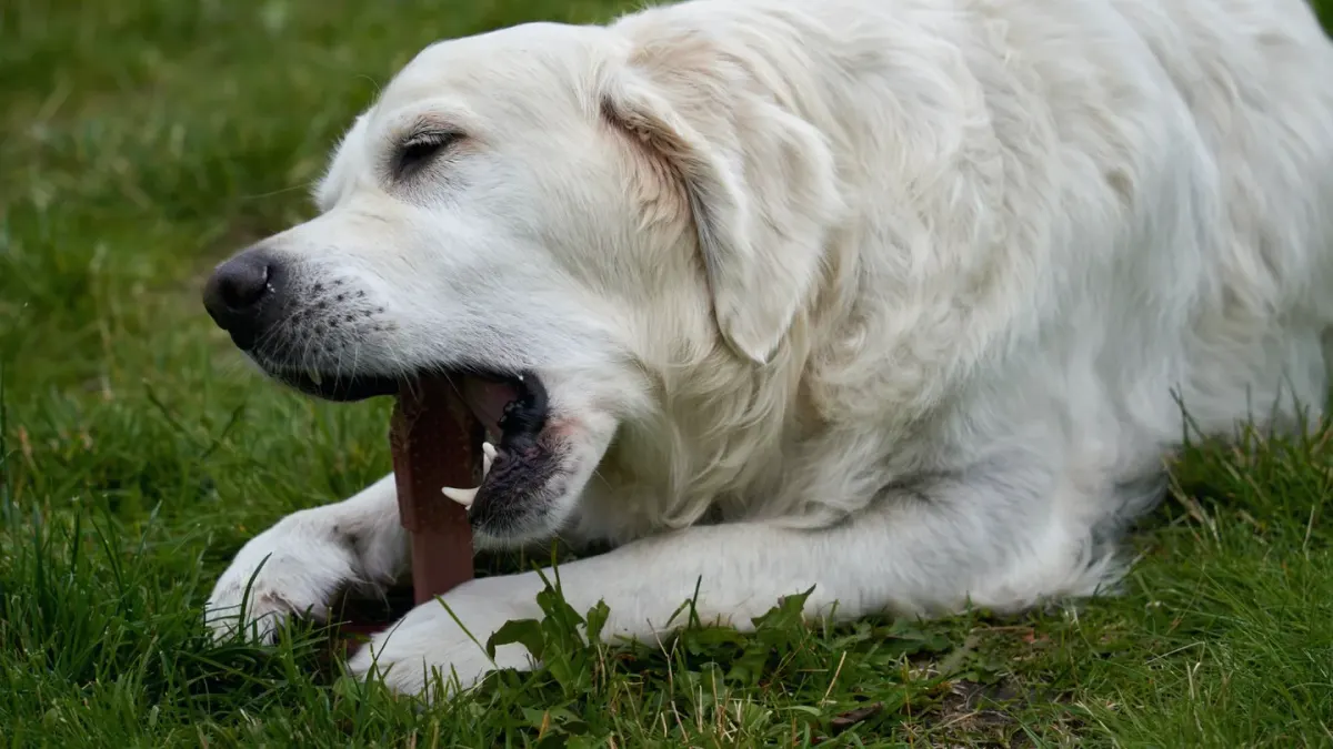 Dog eating outdoors bowl