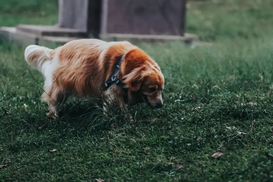Dog eating outdoors bowl