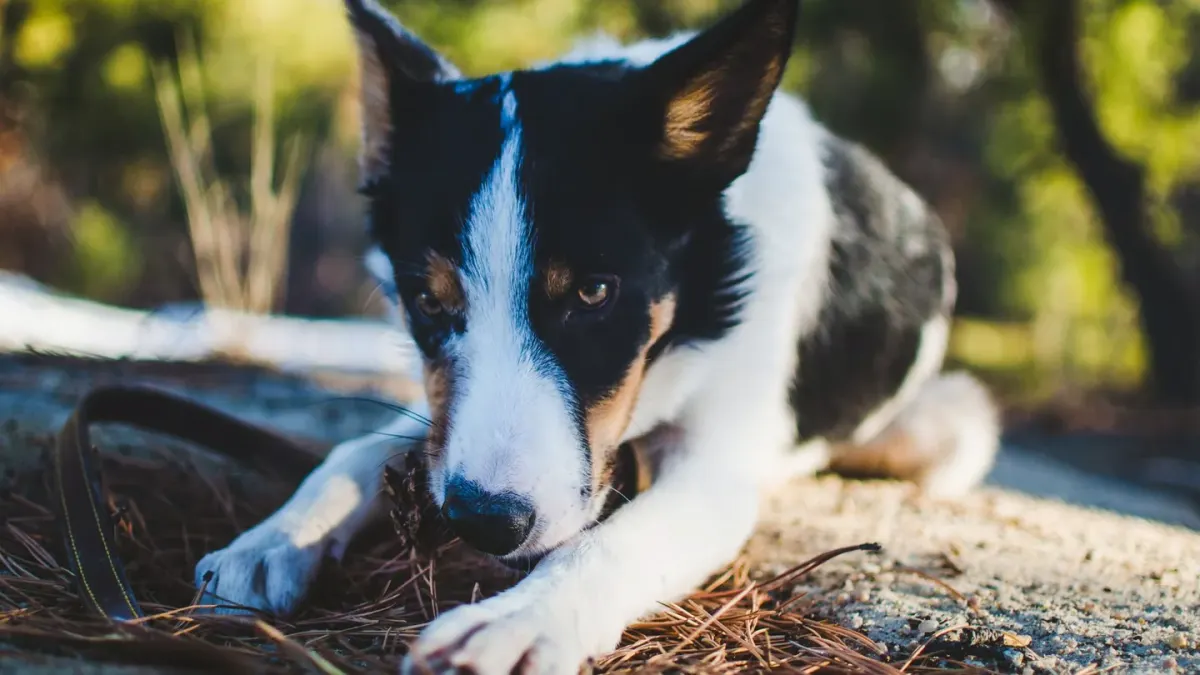 Dog eating outdoors bowl