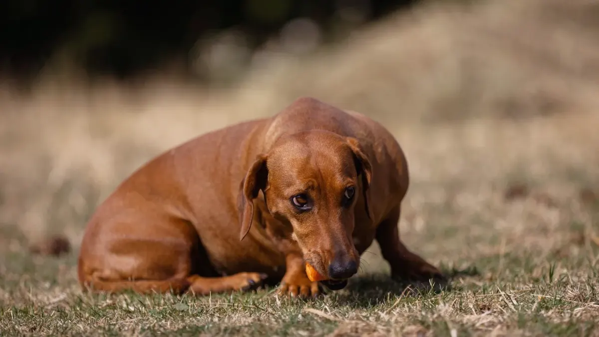 Dog eating outdoors bowl