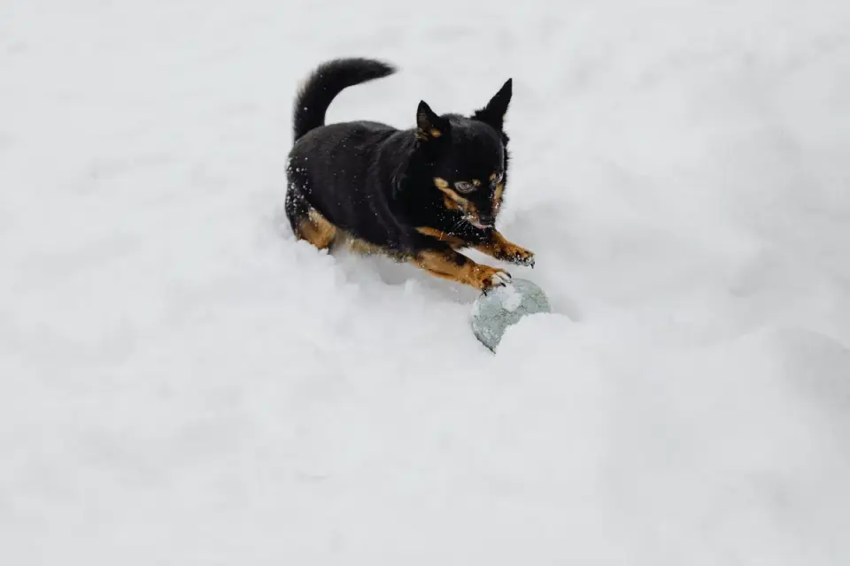 Dog eating outdoors bowl