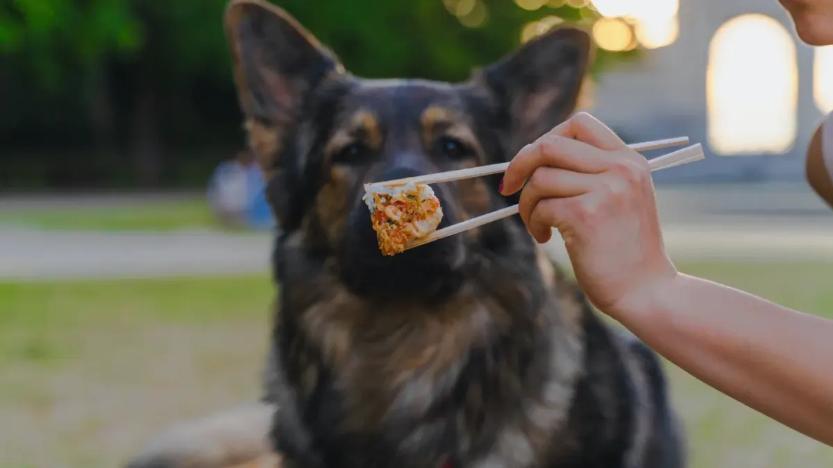 Dog eating outdoors