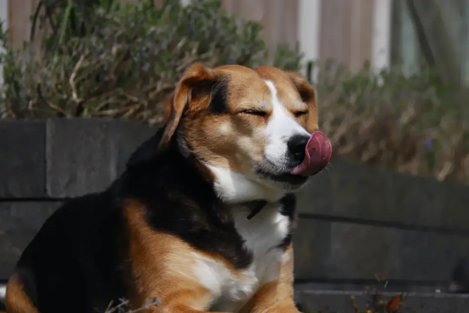 Dog eating outdoors