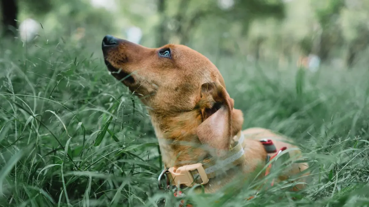 Dog eating outdoors