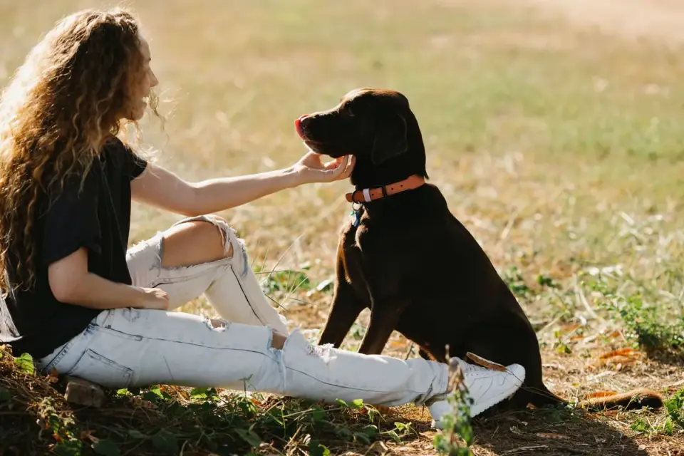 Dog eating outdoors