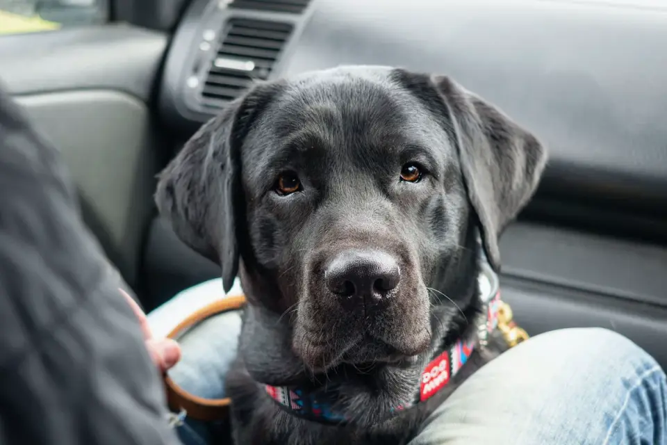 Dog in a car seat
