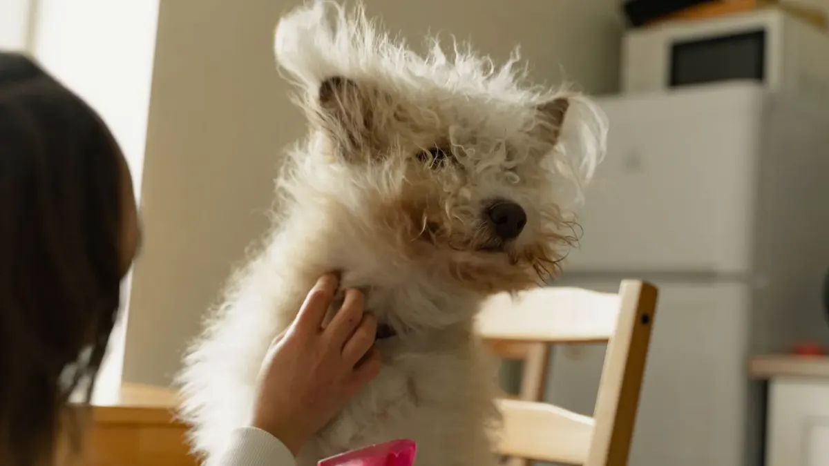 Dog in a kitchen with an owner
