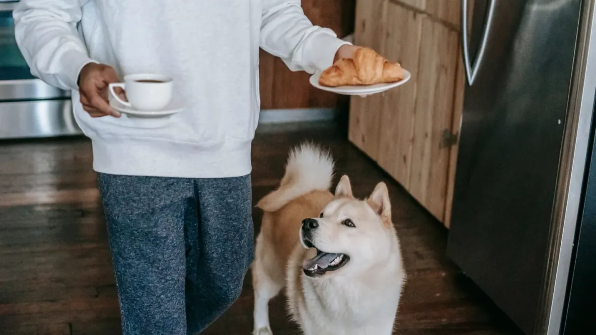 Dog in a kitchen with an owner