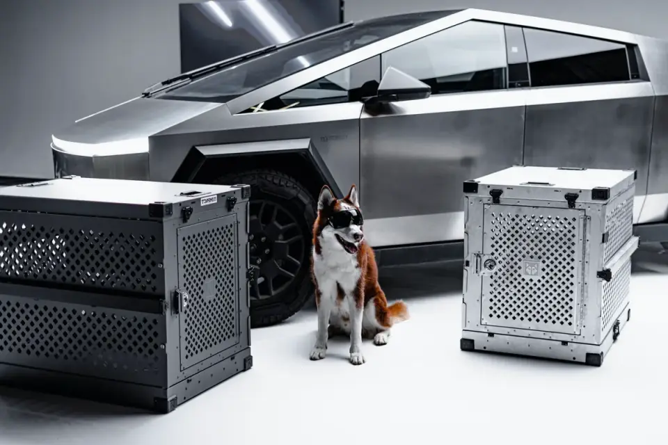 Dog in a travel crate