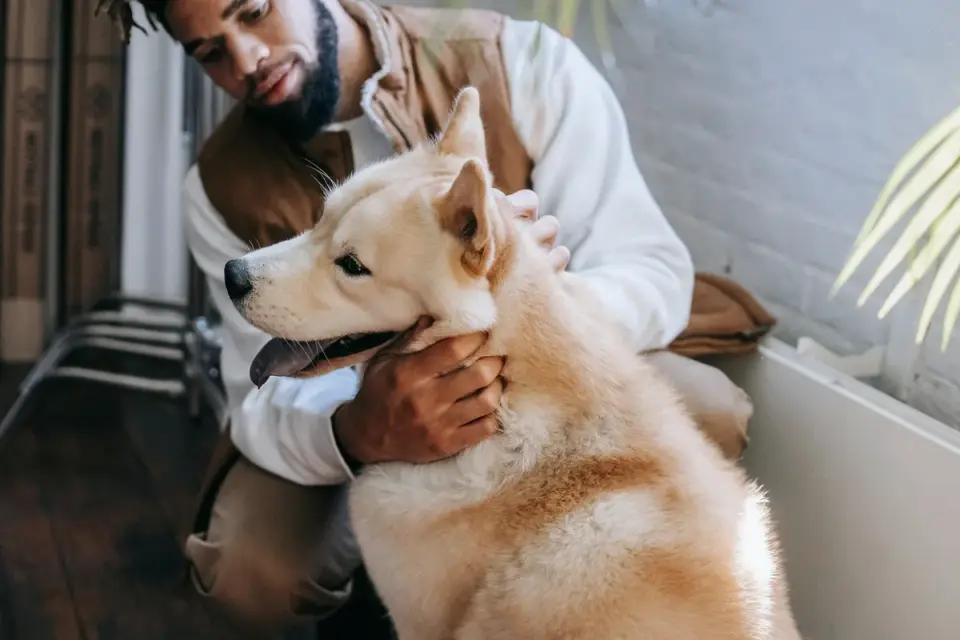 Dog in kitchen with owner