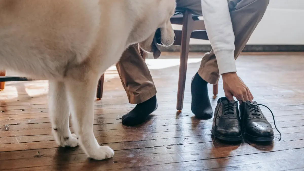 Dog in kitchen with owner