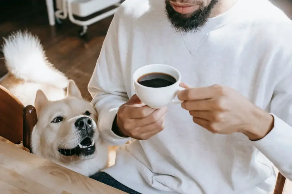 Dog in kitchen with owner