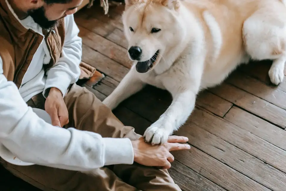 Dog in kitchen with owner