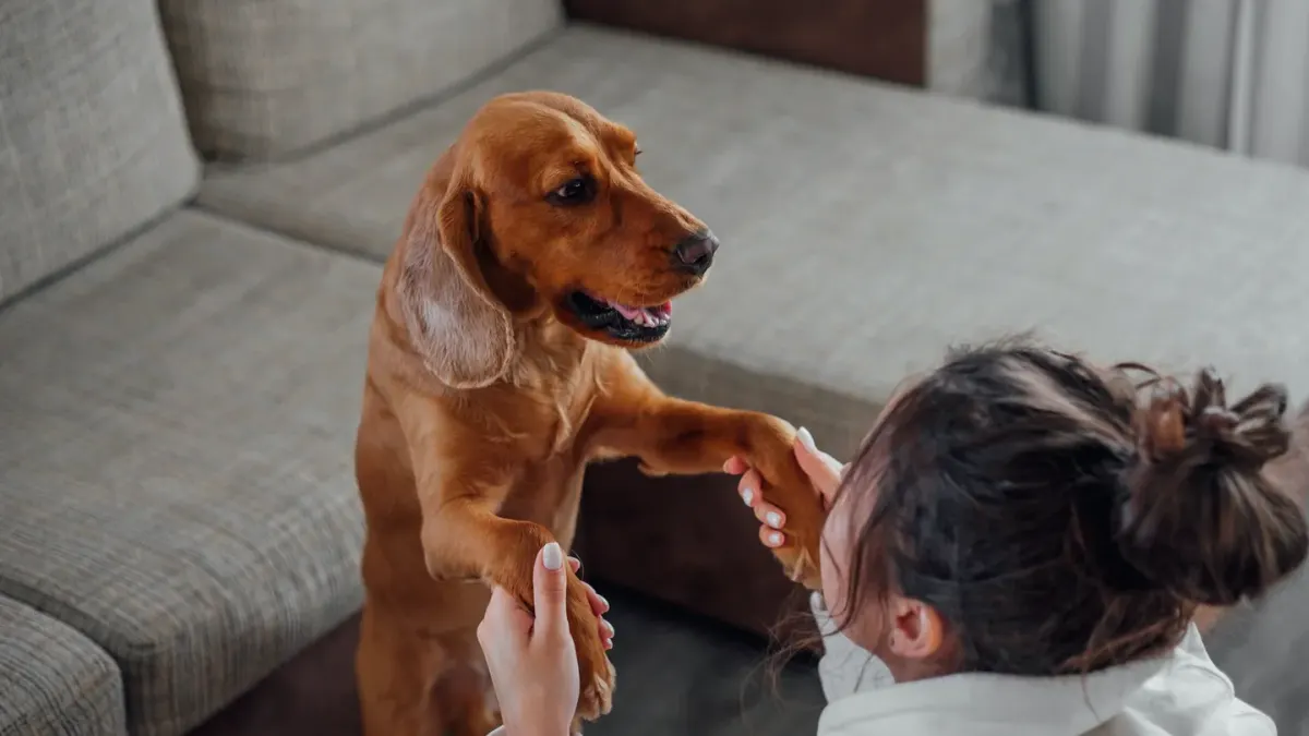 Dog in kitchen with owner