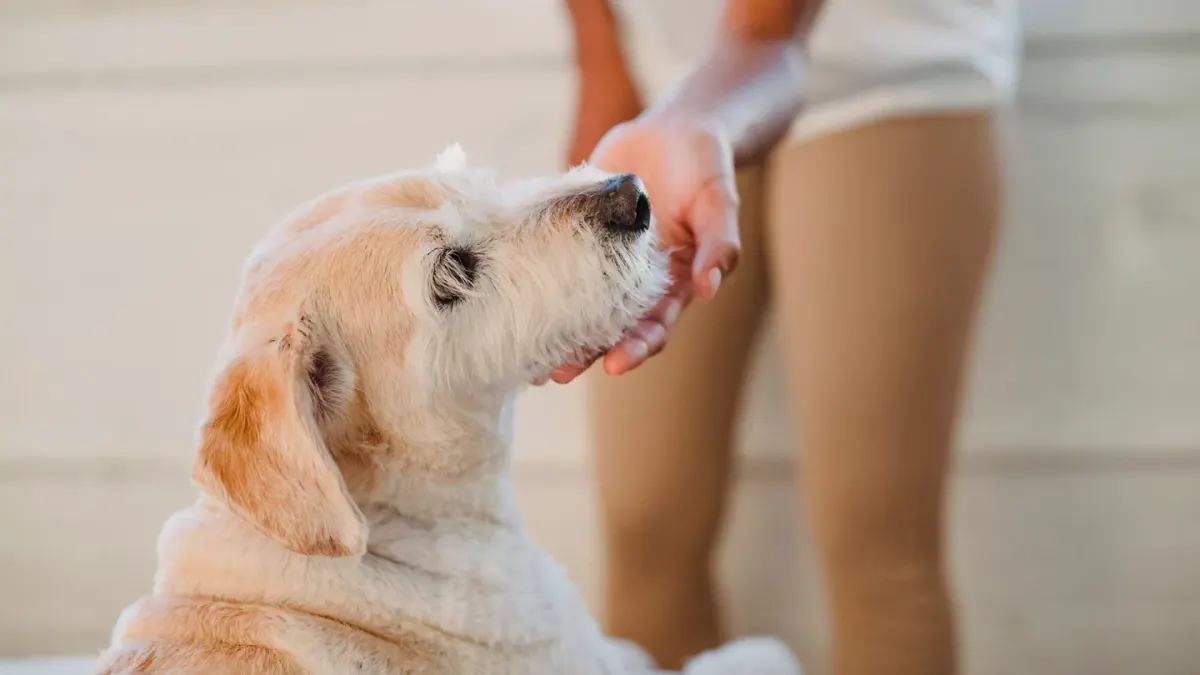 Dog in kitchen with owner