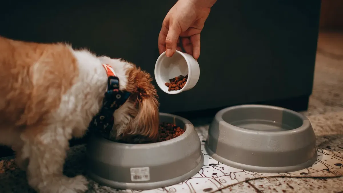 Dog in kitchen with owner