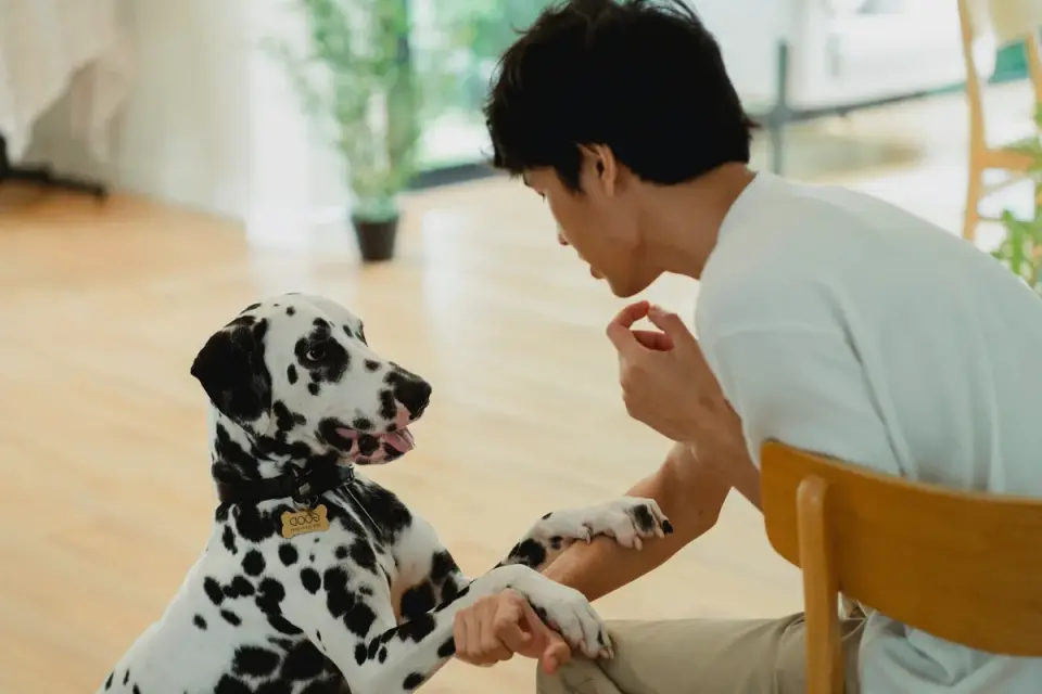 Dog in kitchen with owner