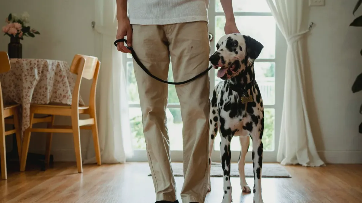 Dog in kitchen with owner