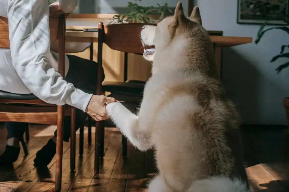 Dog in kitchen with owner
