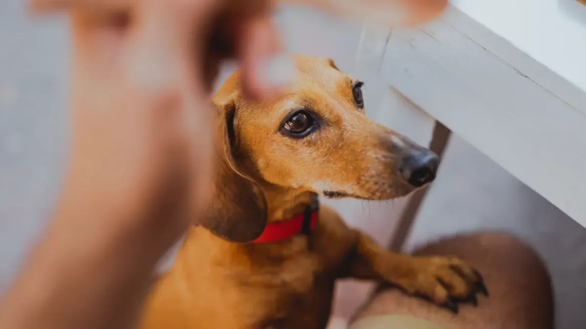 Dog in kitchen with owner