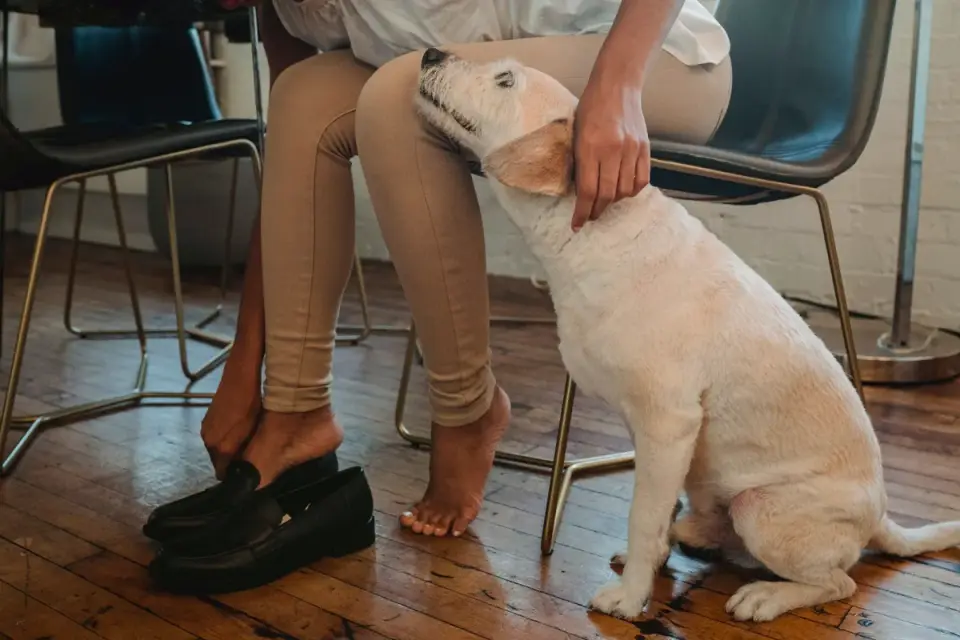 Dog in kitchen with owner