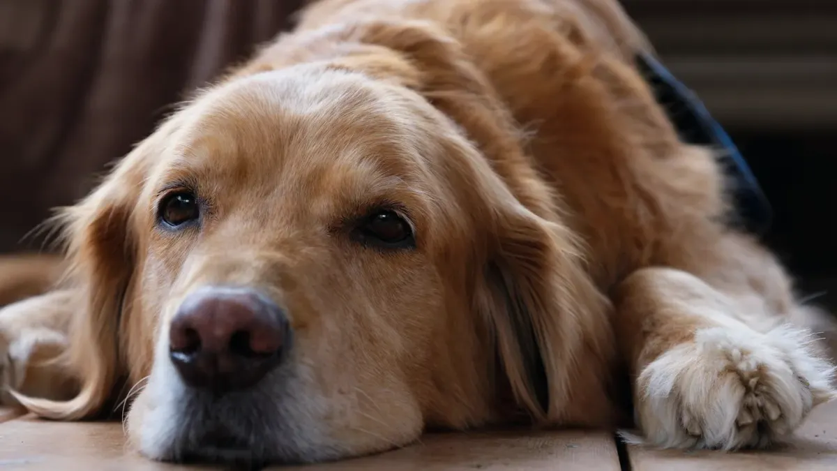 Dog lying on a floor