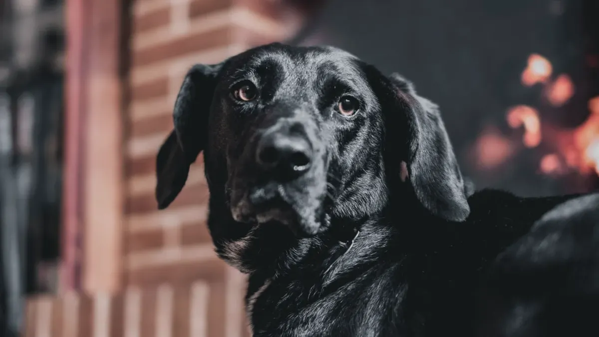 Dog near a fireplace
