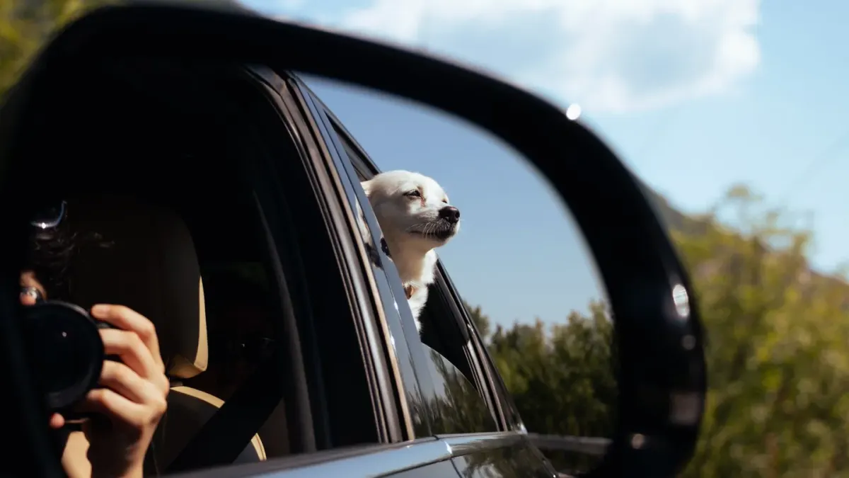 Dog on a road trip