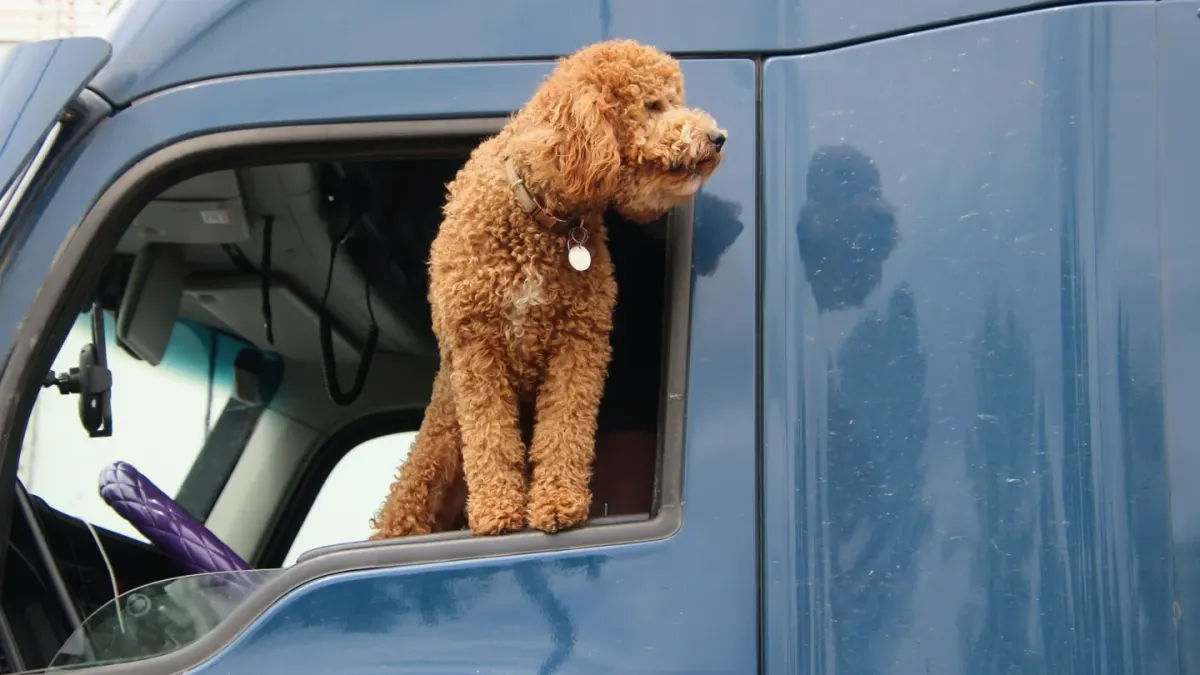 Dog on a road trip