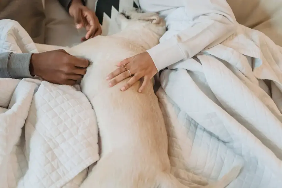 Dog owner comforting dog home
