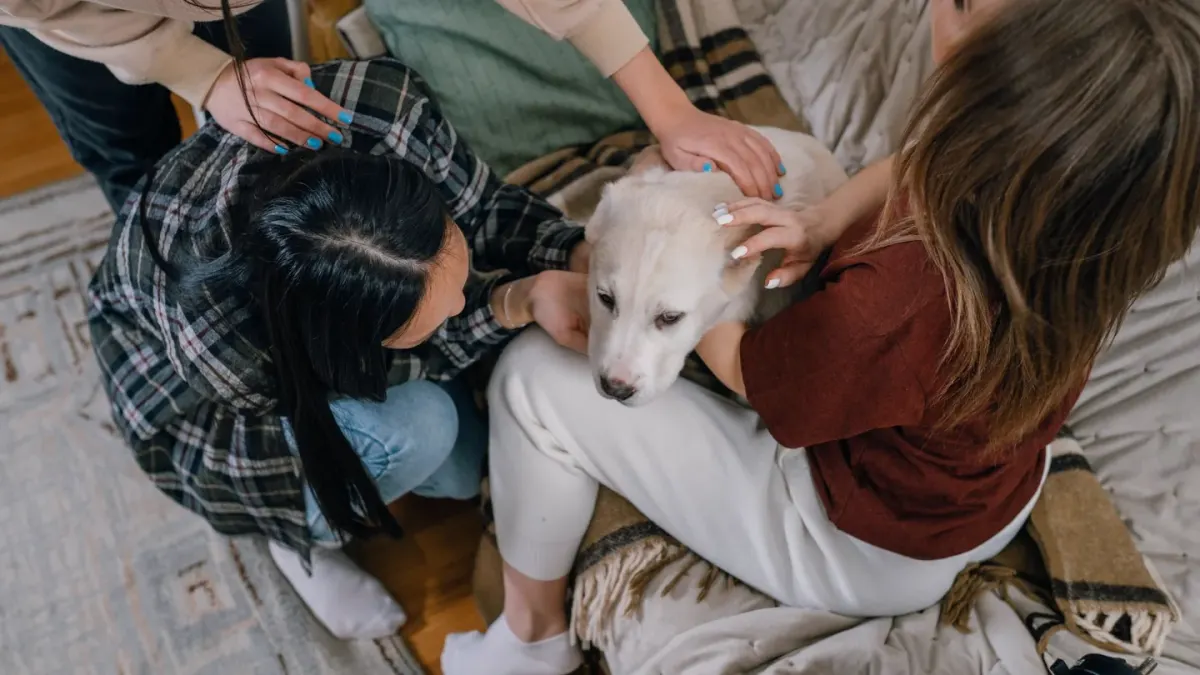 Dog owner gentle interaction home