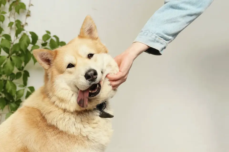 Dog owner gentle interaction home