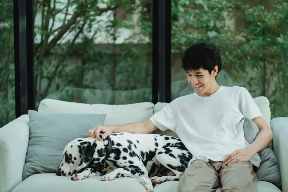 Dog owner gentle interaction home