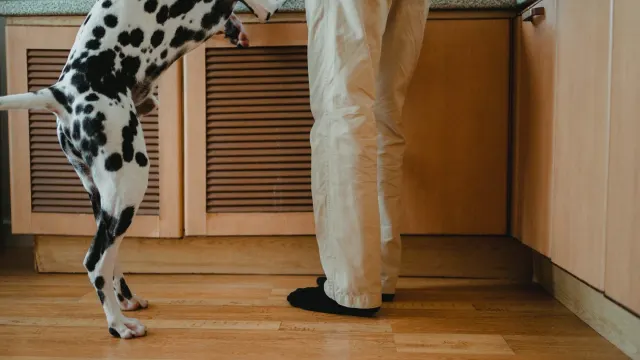 Dog owner preparing a meal