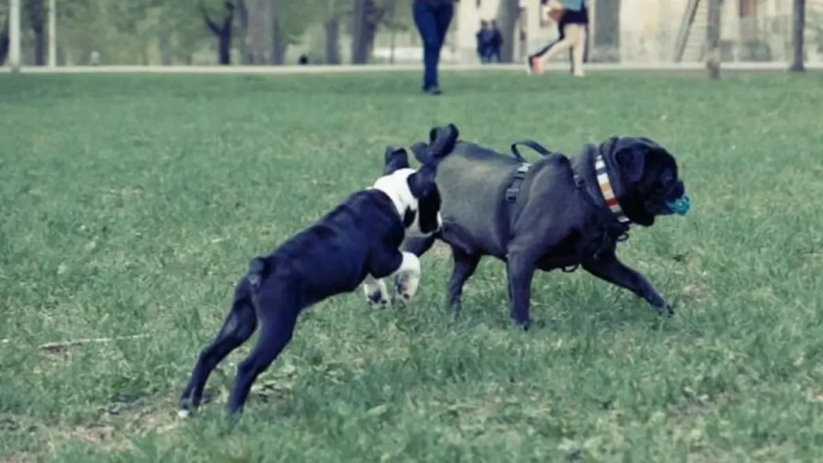 Dog playing fetch