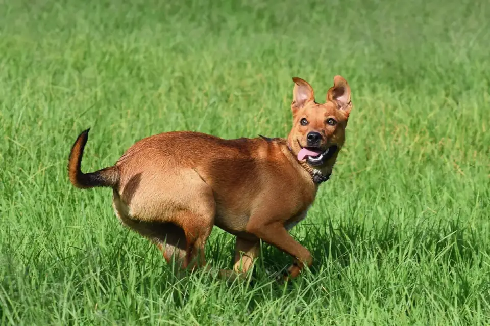 Dog playing outdoors