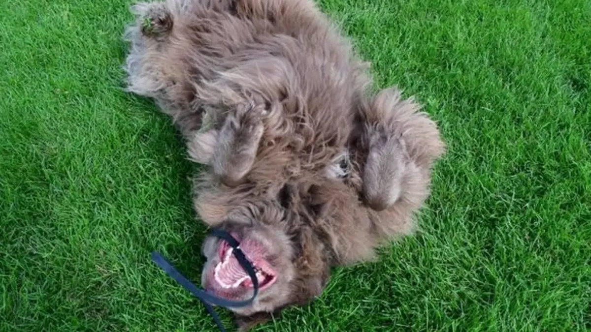 Dog playing outdoors