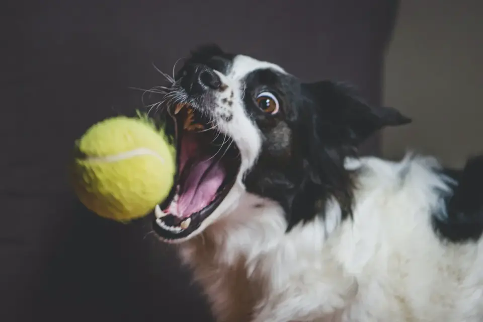 Dog playing with a ball