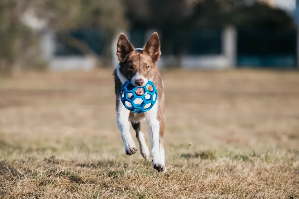 Dog playing with a ball